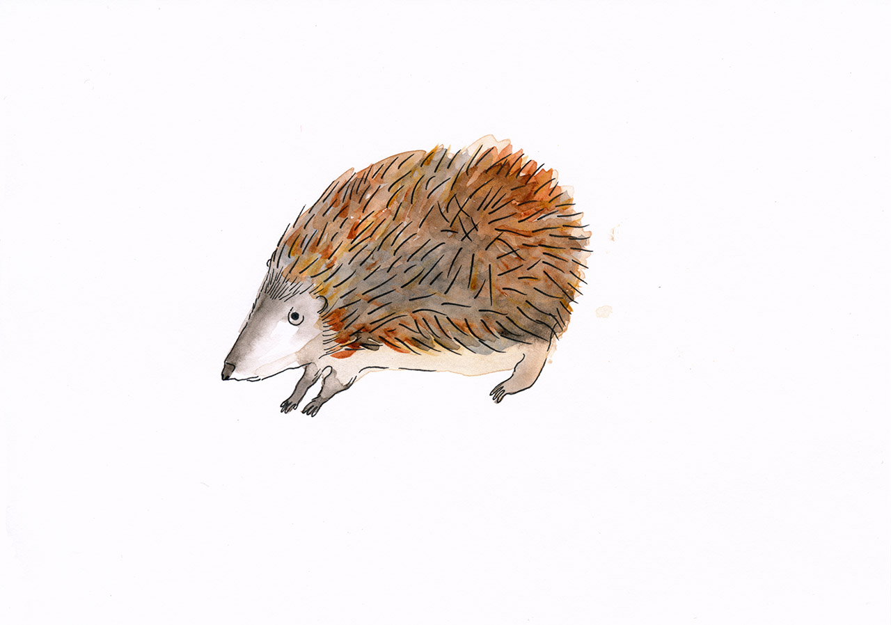 young hedgehog, 2019, ink and water colour on paper, A5